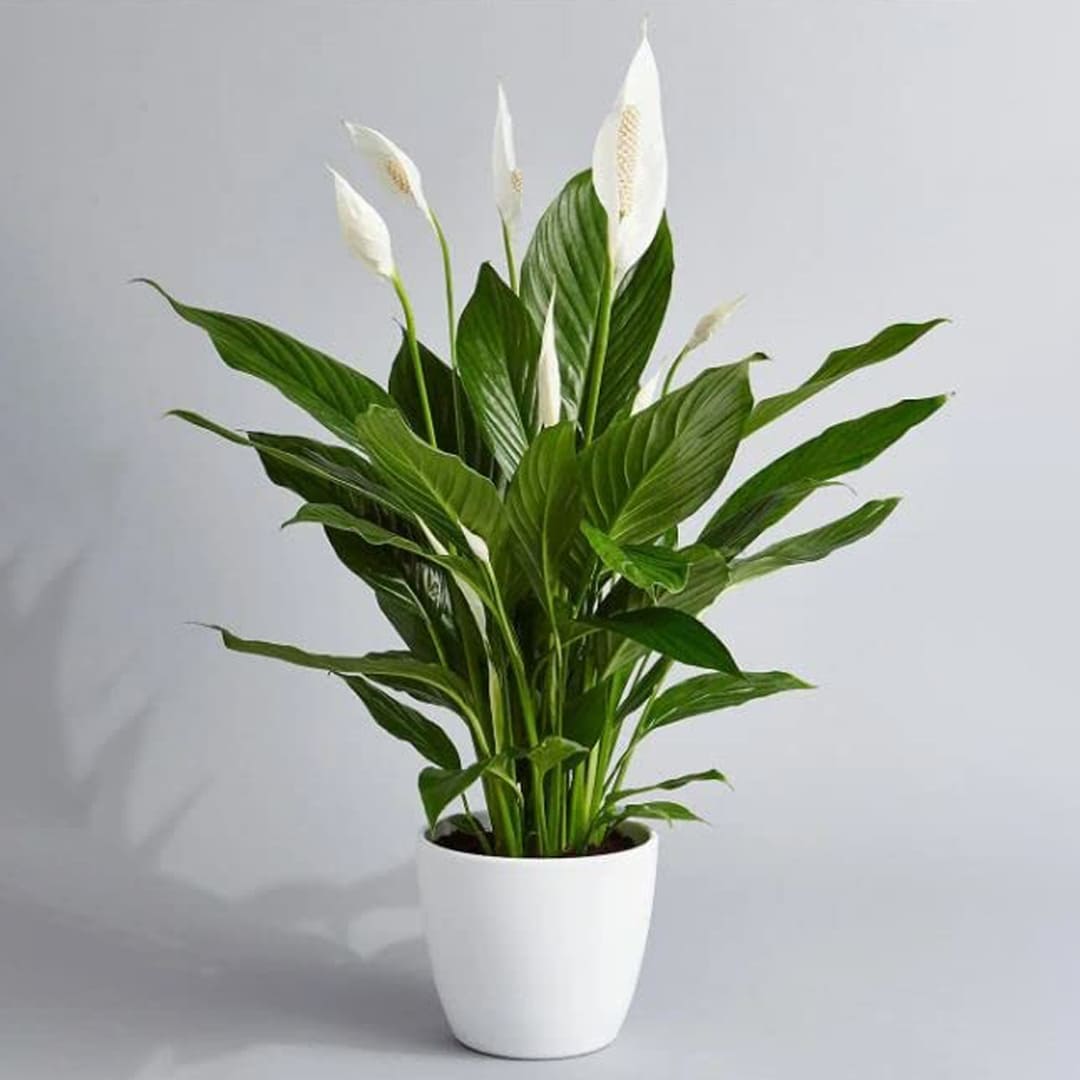 A symbol of peace and beauty for your indoor oasis