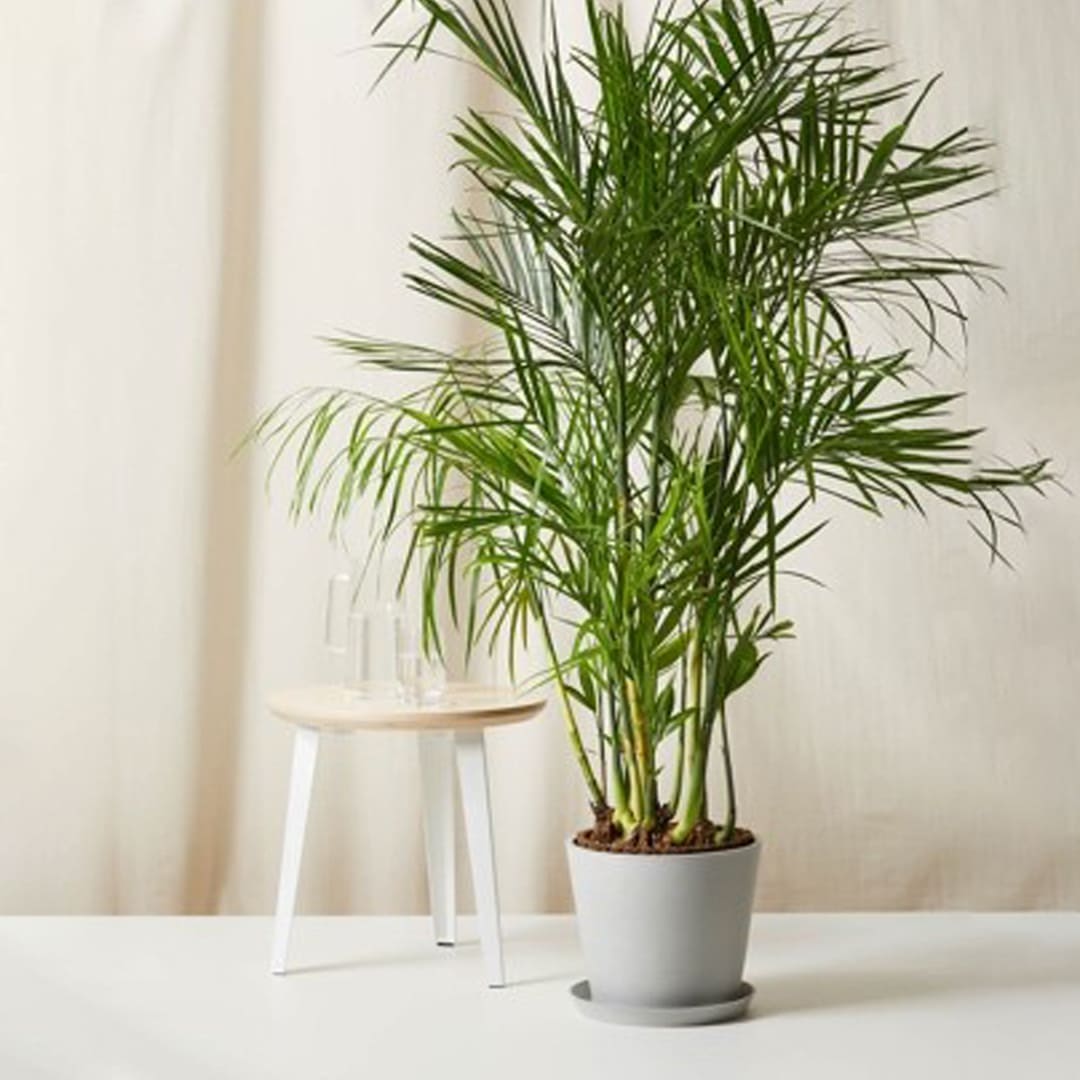 Air-purifying qualities of the Bamboo Palm at work