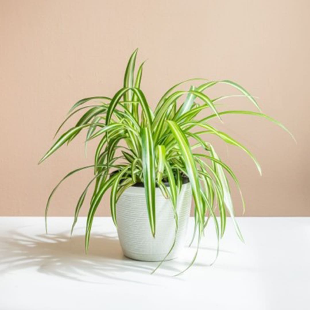 A touch of elegance with the iconic Spider Plant