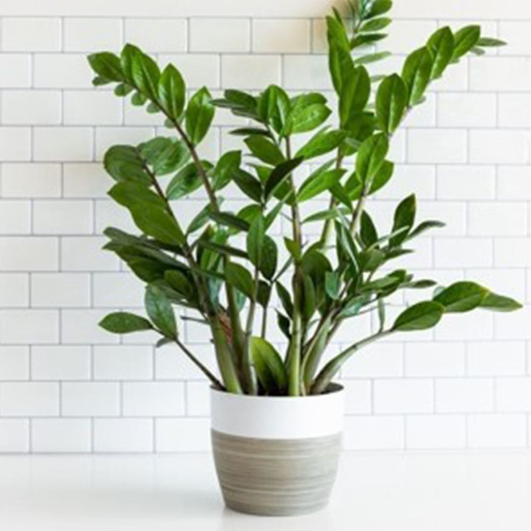 Transform your indoor space with the glossy beauty of the ZZ Plant